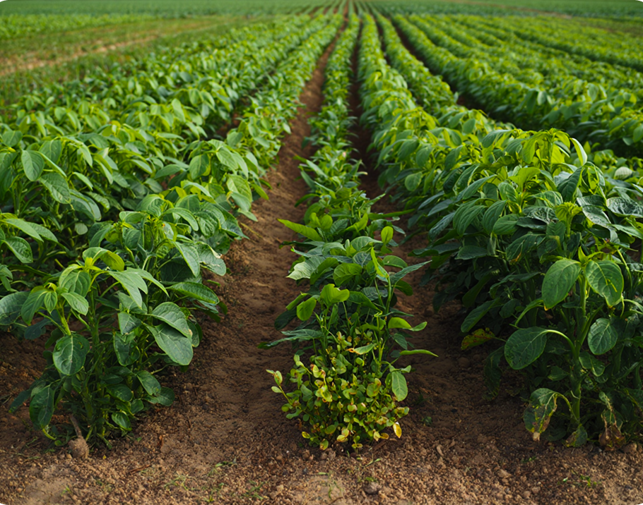 Desenvolvimento irregular das plantas